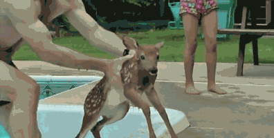 gif-pool-baby-deer-830709.gif